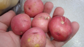 ORGANIC Red Skin White Flesh 5 Potato tubers, Solanum tuberosum - £15.10 GBP