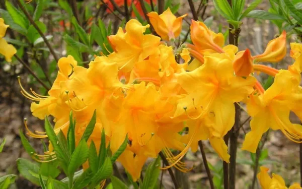 Appalachian Gold Aromi Azalea Rhododendron Deciduous Small Starter Plant Garden - £39.07 GBP