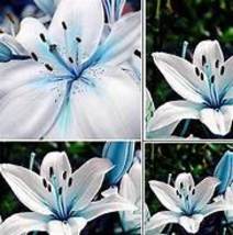 50Pcs Blue Heart Lily Seeds Potted Plant Bonsai Lily Flower Seeds Item NO.DL376C - $10.68