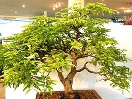 Garden Store 15 Seeds Store Bonsai Tamarindus Indica, Tamarind Tree Tropical Edi - $16.78