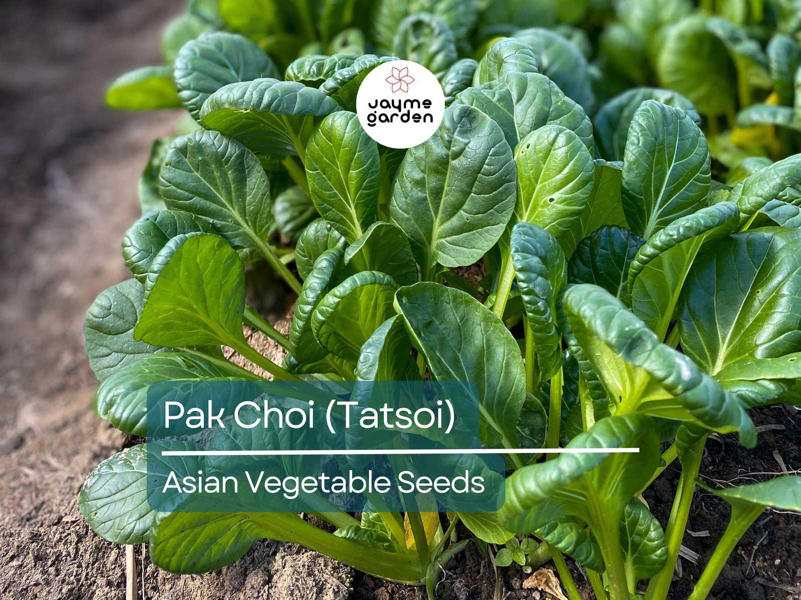 500mg Pak Choi Tatsoi Seeds for Planting - Heirloom Non-GMO Asian Greens... - $4.50