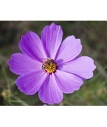 CLK 200 Purple Cosmos Seeds Cosmos Bipinnatus Calliopsis Garden Flowers - $5.99