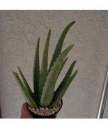 8&quot;-12&quot;+ Large Aloe Vera Aloe Barbadensis Aloe - £25.49 GBP