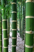 50 Bamboo Seeds Privacy Plant Garden Clumping Shade Screen &quot;Giant Neotro... - $14.98