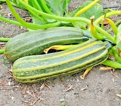 Fresh 35+Cocozelle Zucchini Seeds Organic Heirloom Summer Vegetable Container Sh - $5.50