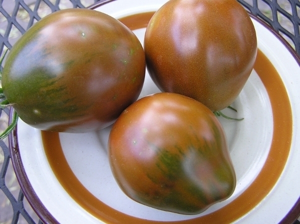 Bedouin tomato seeds - $4.25
