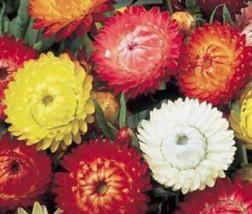100 Seeds Tall Double Mixed Colors Strawflower Helichrysum Monstrosum Fl... - $9.68