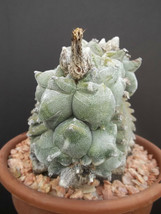 Astrophytum myriostigma KIKO WHITE rare cactus cacti japan hybrid seed 1... - $19.99