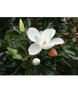Live Plant - Magnolia Grandiflora - Southern Magnolia Tree - $29.00