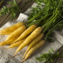 Vegetable Seeds Solar Yellow Carrot All Natural 100 Seeds Vegetable Fresh Seeds  - £11.72 GBP