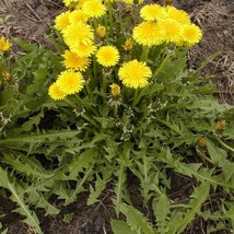 French Dandelion Seeds Taraxacum Officinale Sativum Thick 20 Seeds USA SELLER Fa - $29.90