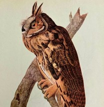 Long Eared Owl Bird 1946 Color Art Print John James Audubon Nature DWV2F - £31.78 GBP