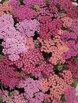 50 Achillea Summer Berries Mix Yarrow Flower Seeds Deer Resistant PerennialFrom  - £6.58 GBP