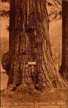 &quot;JUMBO&quot; Big Tree Grove, Santa Cruz, CA c1910s Vintage Postcard-BK41 - £4.74 GBP