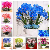 100 Seeds Phalaenopsis Orchid Phalaenopsis Plants Bonsai Hydroponic Flower Mix U - $7.99