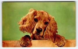 Cocker Spaniel Puppy Golden Brown Cute Dog Vintage Unused Chrome Colourpicture - $13.30