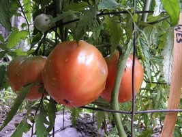 Wes tomato seeds - $4.50