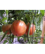 Wes tomato seeds - £3.58 GBP