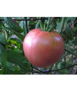 Lee's Sweet tomato seeds - £3.54 GBP
