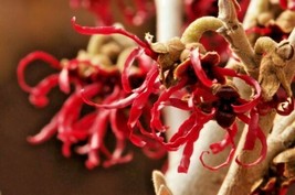 10 Of Shibamichi Red Witch Hazel Seeds Hamamelis Japonica ‘Tsukubana Kurrean - £9.45 GBP