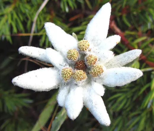 Edelweiss Leontopodium Alpinum 2500 Bulk Seeds Fresh Seeds - £47.89 GBP