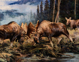 Framed canvas art print giclee moose fighting for mate nature wildlife romance - £31.64 GBP+
