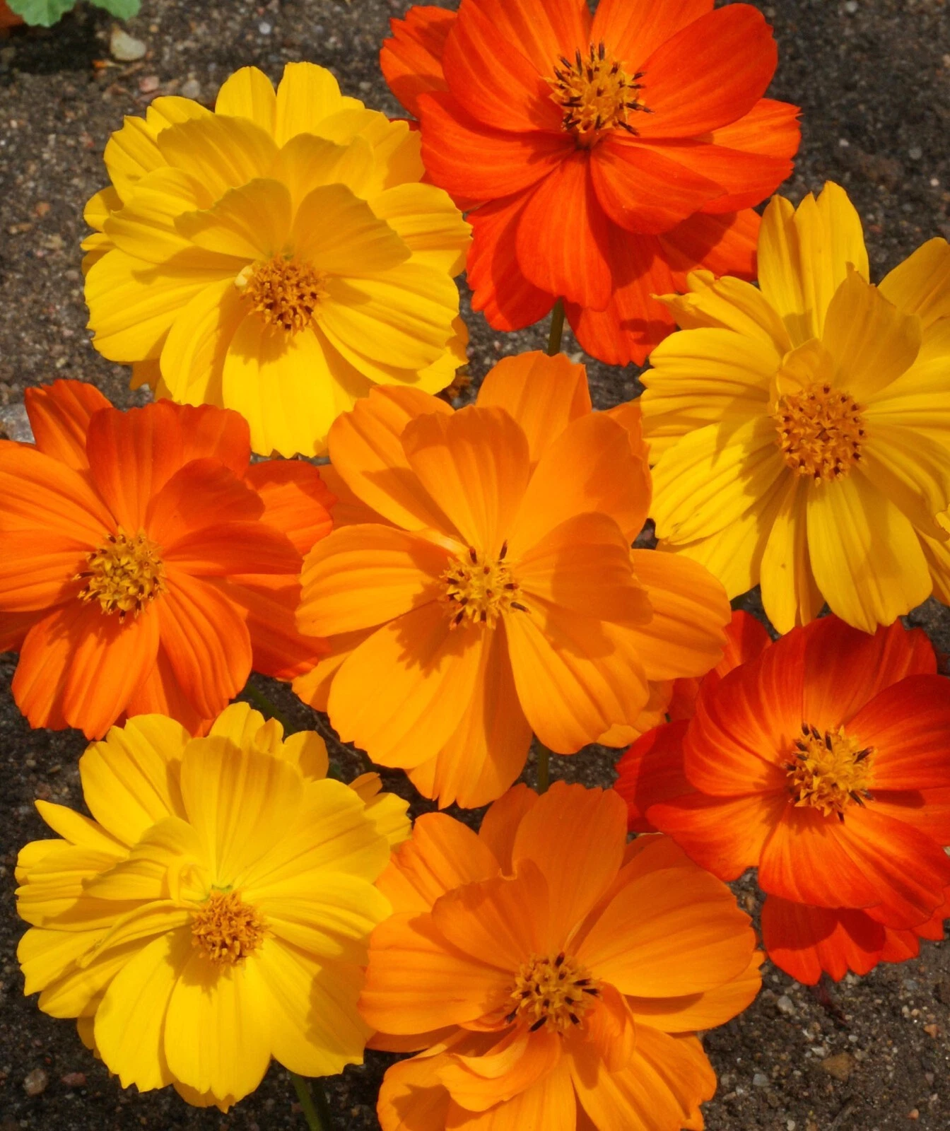 Sulphur Cosmos  Bright Lights - 100 Seeds Per Packet, Non-GMO - $3.83