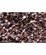 Mimosa tenuiflora, 200 SEEDS D - $22.35