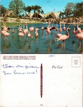 Florida Tampa Busch Gardens Flamingos Written On Vintage Postcard - £7.51 GBP