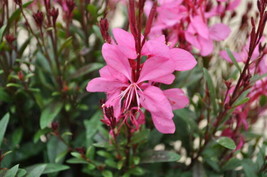 OKB Gaura ‘Bantam Iris Pink’ Wandflower Live Plant - Gorgeous Pink And White Blo - £20.10 GBP