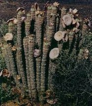 Hoodia gordonii Seed South African Weight Loss Plant 1 PCS Seeds - $9.44
