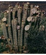 Hoodia gordonii Seed South African Weight Loss Plant 1 PCS Seeds - $9.44