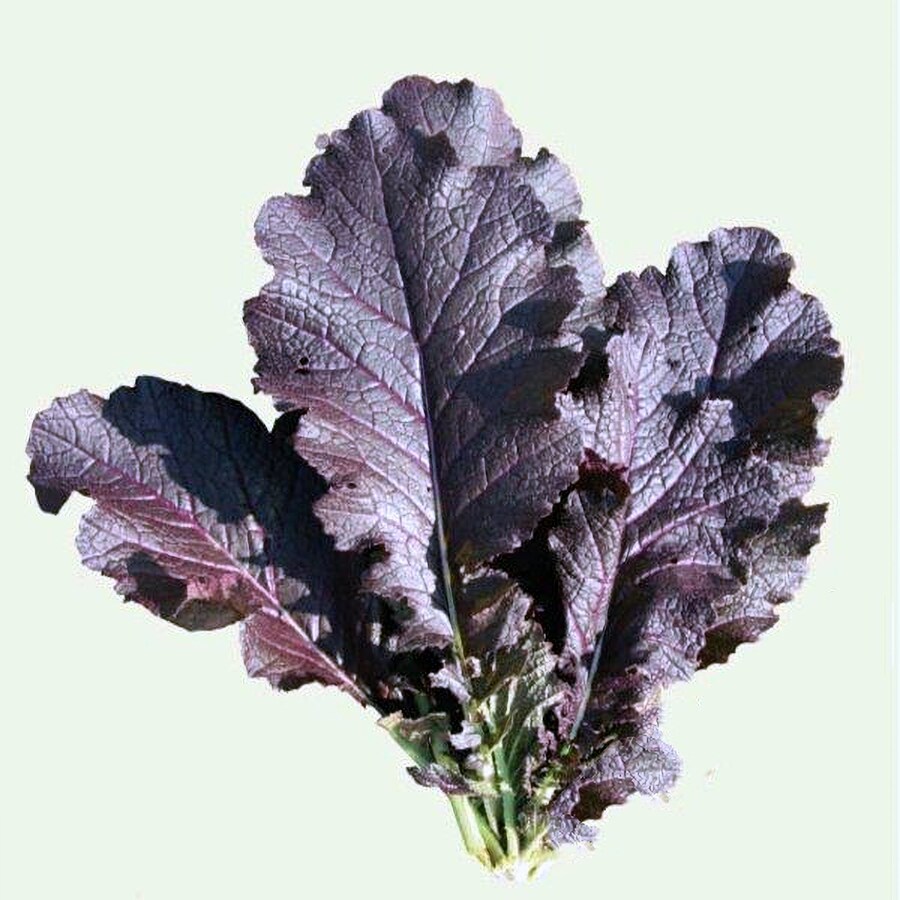 Jeok Gat Mustard Cool Season Annual. Fresh Gardening - $15.92