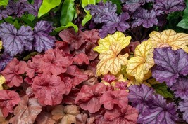 KKG 1200 Mixed Colors Coral Bells Heuchera Shade Fresh Garden - $8.89