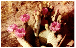 Beavertail Prickly Pear Cactus In Bloom Cactus Postcard Posted 1953 - £5.47 GBP