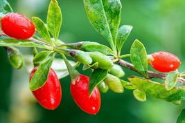 Goji Berry 50 Seeds for Planting Wolfberry - £9.40 GBP