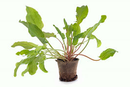 Broad Leaf Sorrel 500 Seeds Herb Non-GMO Heirloom - £7.87 GBP