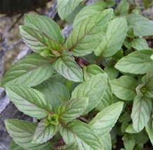 Chocolate Scented Mint Herb Starter Plant - £4.29 GBP