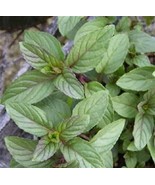 Chocolate Scented Mint Herb Starter Plant - £4.26 GBP