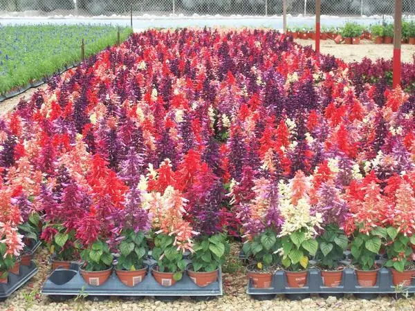 New Fresh 50 Pink Red White Salvia Seeds Flower Seed Flowers Hummingbird - £10.17 GBP