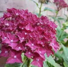 5 Pc Seeds Fuschia Hydrangea Flower Plant, Hydrangea Seeds for Planting | RK - £11.56 GBP
