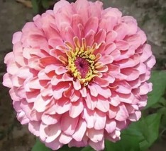 Zinnia - Giant Rose Seeds, 90 Seeds+Buy 2 Get 1 Free+ - $6.99
