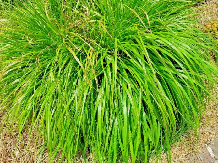 LD 200 Seeds Lemongrass Mosquito Repellent Heirloom Lemon Grass Fast Shi... - $8.22