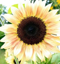 25 Peach Passion Sunflower Seeds Flowers Seed Flower Sun Bloom 231 Fresh Seeds G - $9.00