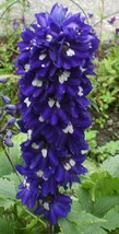 New Fresh Seeds 50 Delphinium Seeds Dark Blue White Bee Larkspur USA Seller - $25.00