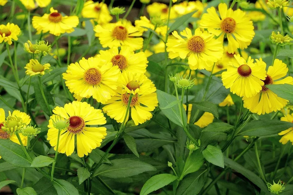 TKBONStore 501 Autumn Sneezeweed Perennial Native Wildflower Greenhouse ... - $9.45