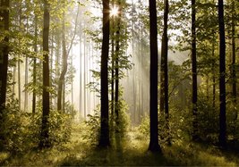 Sunrise - Morning in The Forest Wall Mural Non-Woven Photo Wallpaper Mad... - £148.83 GBP