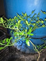 3 years old Trifoliate Orange (Poncirus trifoliata) &quot;Flying Dragon&quot; plant  - $640.24 MXN