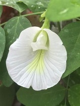 Butterfly Pea White Queen, 10 Seeds R - £14.66 GBP