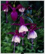 50pcs/bag Fuchsia Seeds Potted Flowers seeds,bonsai seeds.#9730 - $5.65